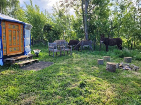 Slapen tussen de ezels in de Yurt